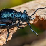 Schwarzblauer Ölkäfer