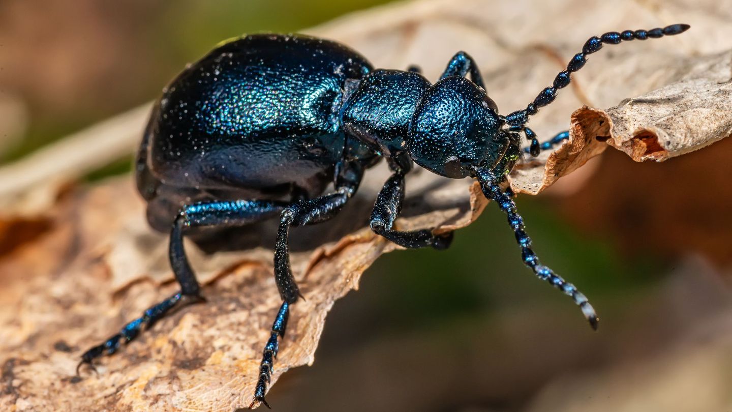 Schwarzblauer Ölkäfer