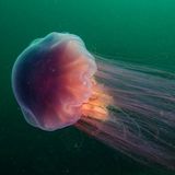 Gelbe Haarqualle