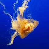 Gelbe Haarqualle