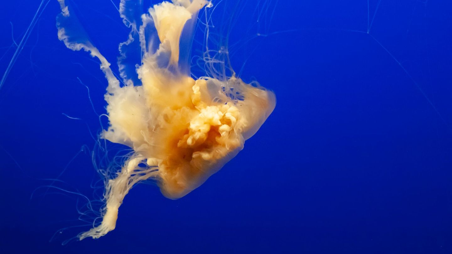 Gelbe Haarqualle
