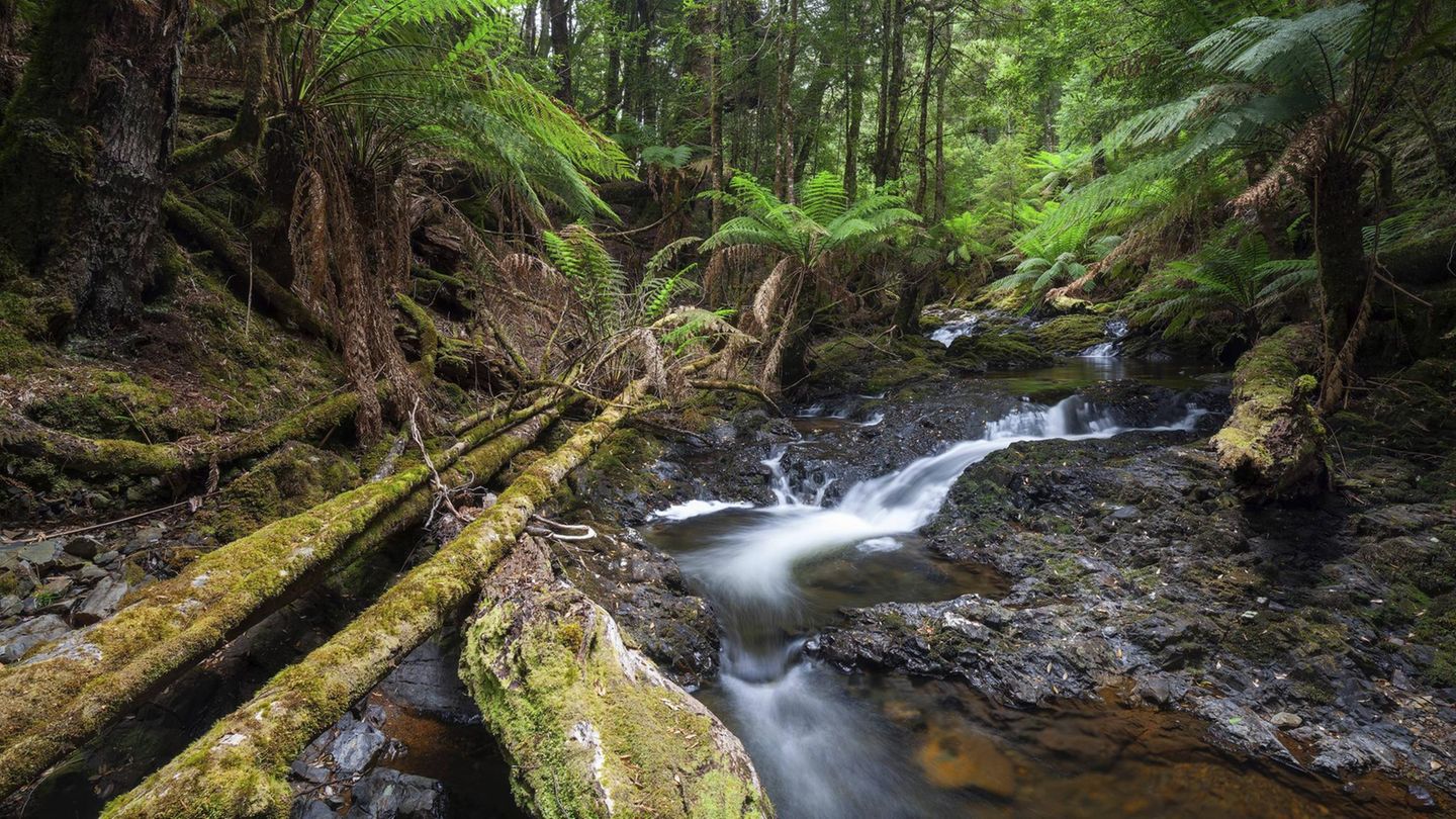 Vermisst-im-Urwald-Sterbliche-berreste-in-Tasmanien-entdeckt-Geh-ren-sie-zu-C-line-Cremer-