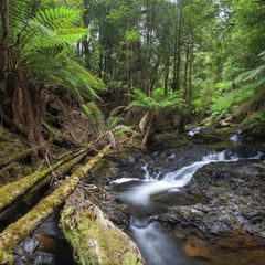 Naturwunder auf Tasmanien: Zwischen Urwaldbäumen und Farnen schlängelt sich der Arthur River an den Philosopher Falls