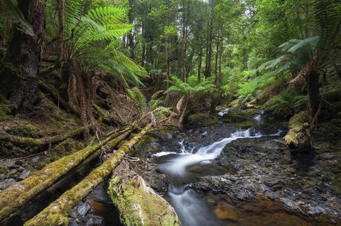 Naturwunder auf Tasmanien: Zwischen Urwaldbäumen und Farnen schlängelt sich der Arthur River an den Philosopher Falls