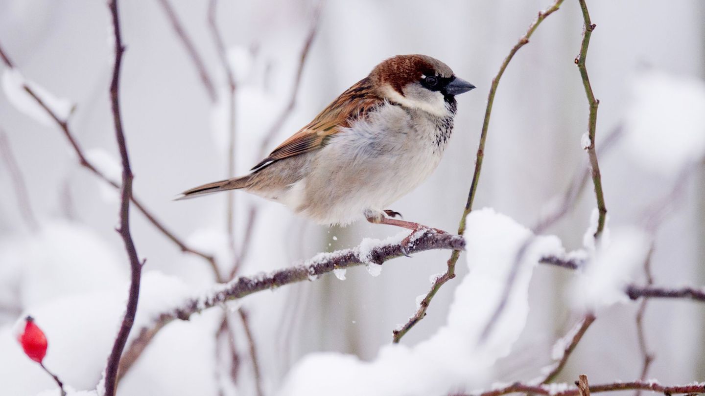 Im Nordosten wurden weniger Sperlinge gezählt als in den Vorjahren. (Archivbild) Foto: Julian Stratenschulte/dpa
