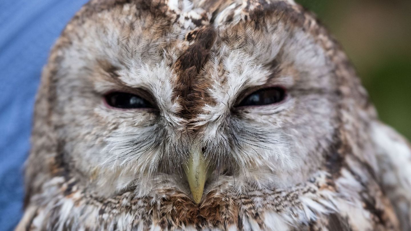 Der Waldkauz war mutmaßlich von einem Auto erfasst und verletzt worden. (Symbolbild) Foto: Peter Steffen/dpa