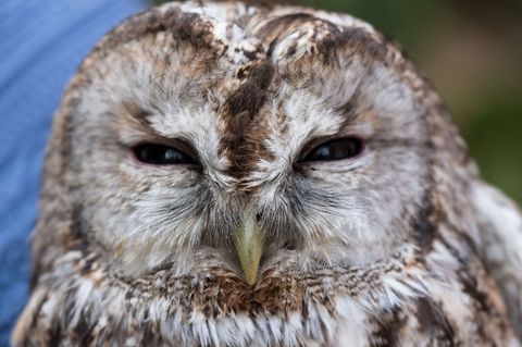 Der Waldkauz war mutmaßlich von einem Auto erfasst und verletzt worden. (Symbolbild) Foto: Peter Steffen/dpa