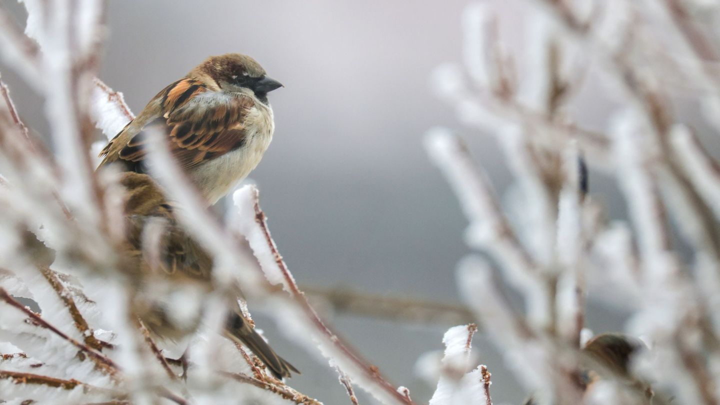 Der Haussperling bleibt der am häufigsten gesichtete Wintervogel in Thüringen, dennoch werden jährlich weniger von ihnen gezählt