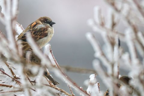 Der Haussperling bleibt der am häufigsten gesichtete Wintervogel in Thüringen, dennoch werden jährlich weniger von ihnen gezählt