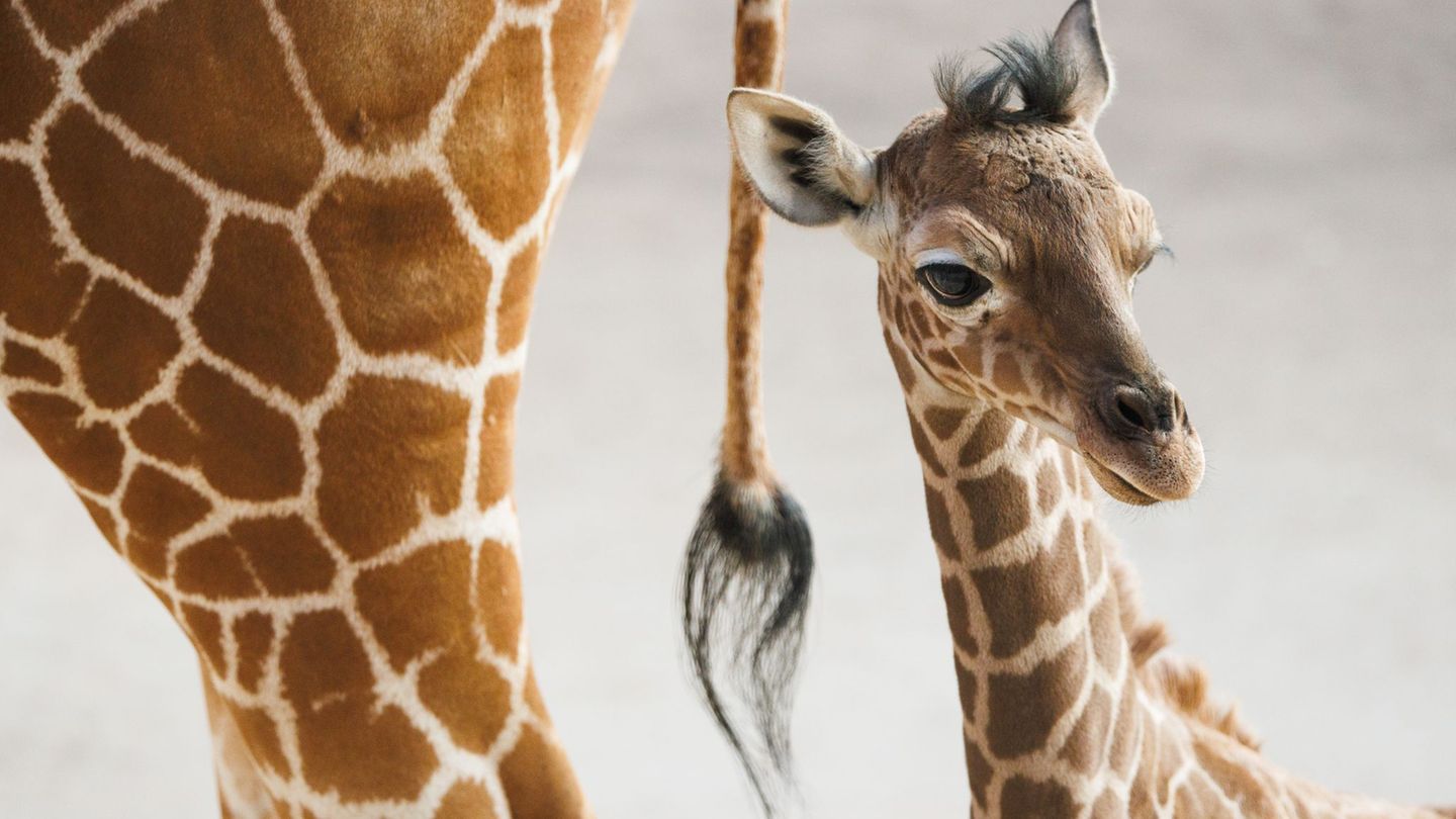 Das Giraffen-Jungtier begeisterte im vergangenen Jahr die Besucher. (Archivbild) Foto: Lando Hass/dpa