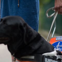 Ein Blindenführhund im Einsatz, erkennbar an seinem Führgeschirr. (Symbolbild) Foto: picture alliance / dpa