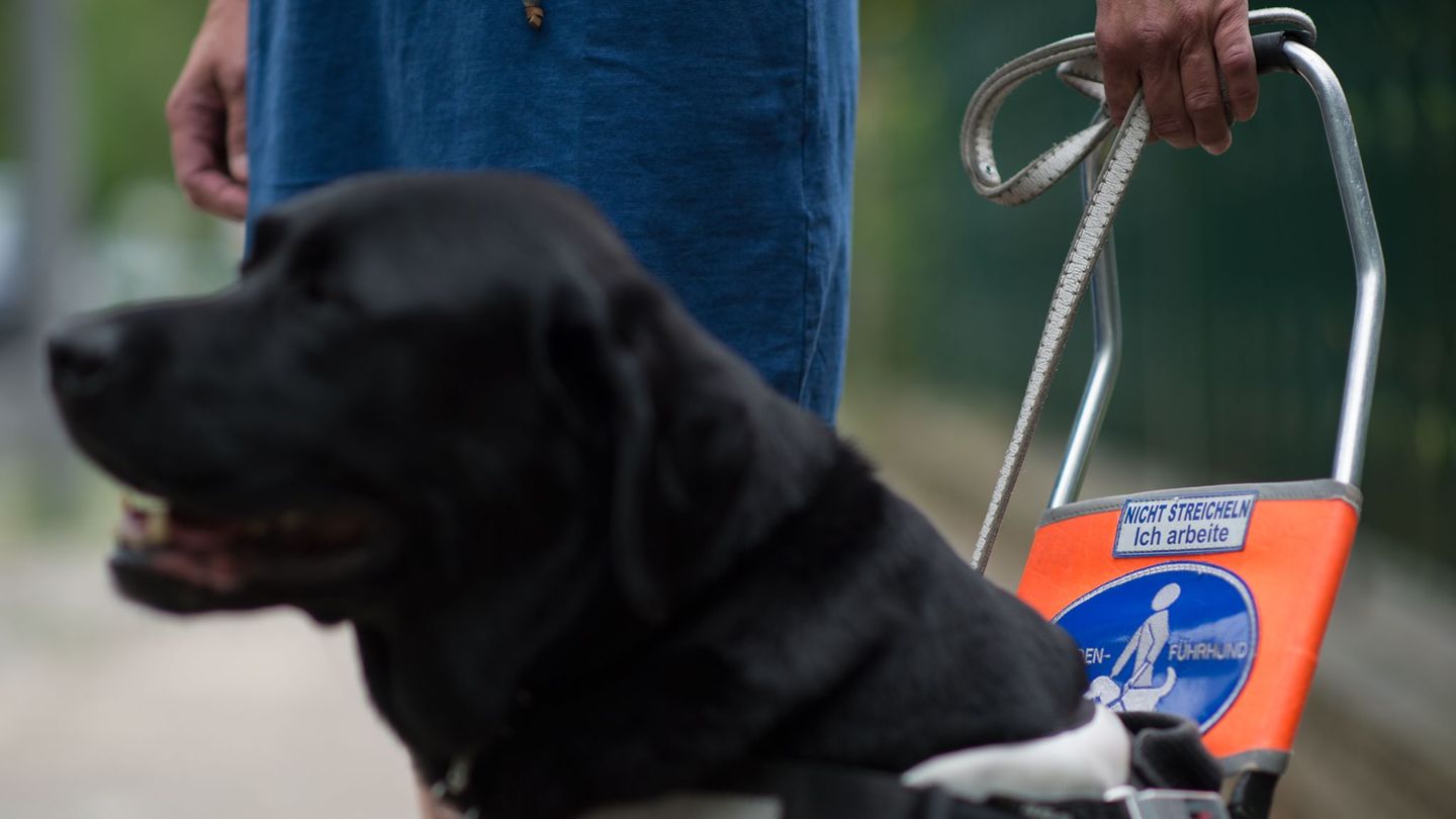 Tiere-Neun-Blindenhunde-in-Sachsen-Anhalt-helfen-im-Alltag