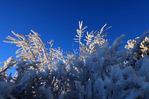 Der Junge hatte sich aus Angst vor Monstern in seinem Zimmer unter einer Hecke im Schnee versteckt. (Symbolbild) Foto: Karl-Jose