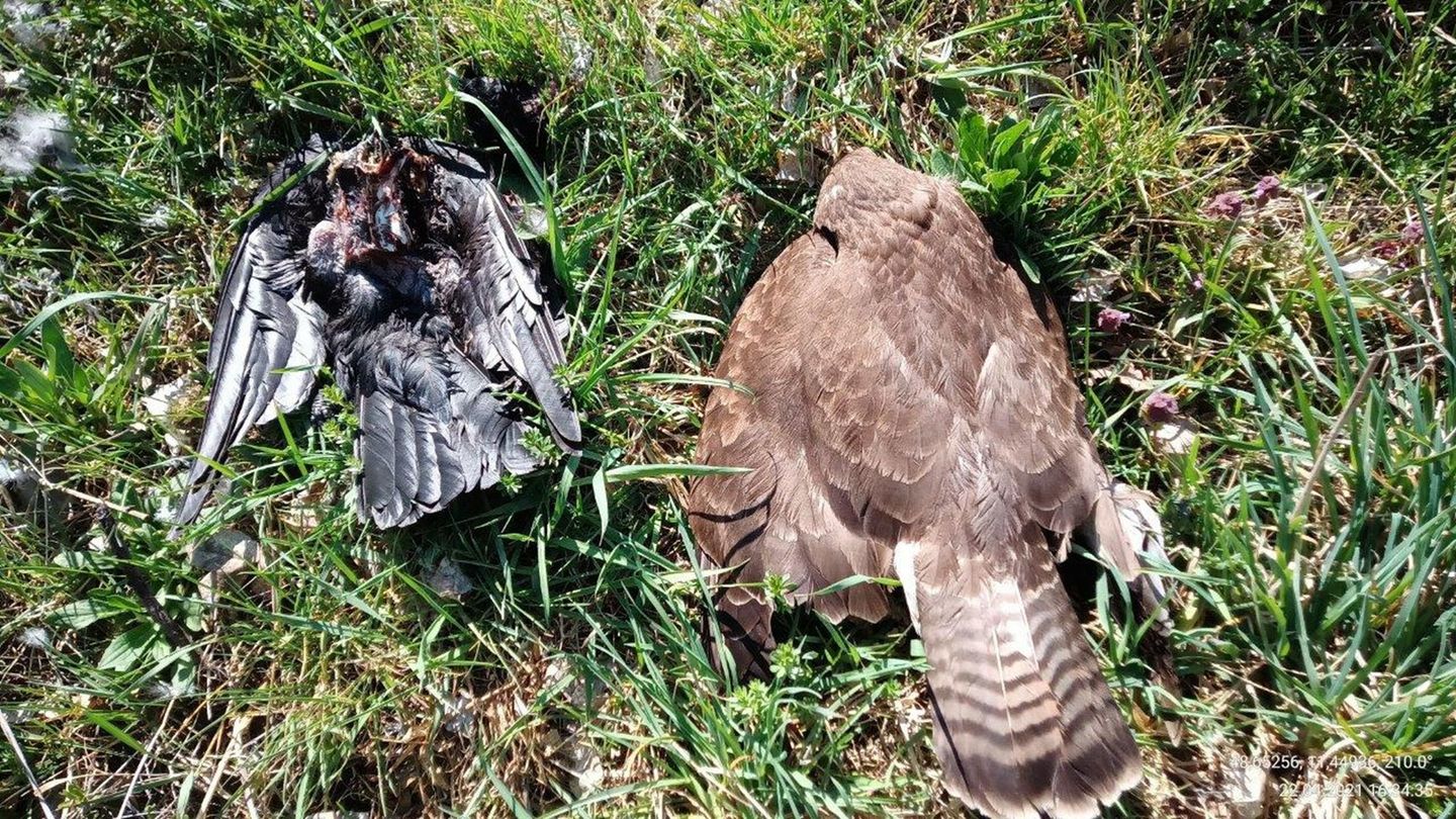 Zwei tote Vögel im oberbayerischen Landkreis Pfaffenhofen - auch sie könnten vergiftet worden sein. (Archivbild) Foto: -/Landrat