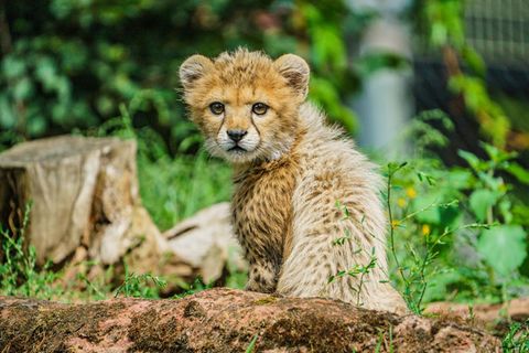 Gepardenkatze Rose konnte ihren Nachwuchs "Assama" nicht mit Milch versorgen. (Archivbild) Foto: Andreas Arnold/dpa
