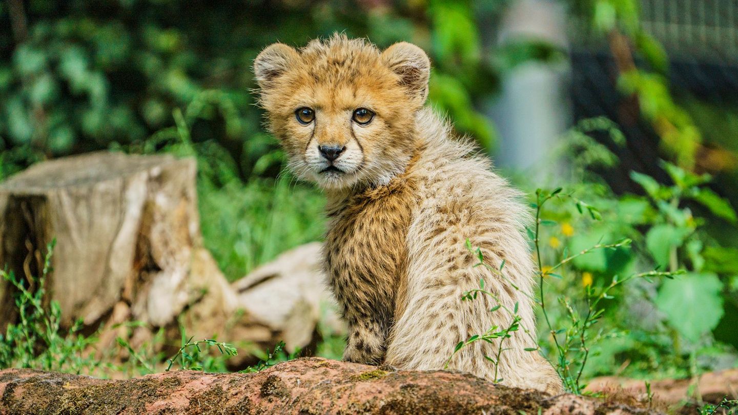 Gepardenkatze Rose konnte ihren Nachwuchs "Assama" nicht mit Milch versorgen. (Archivbild) Foto: Andreas Arnold/dpa