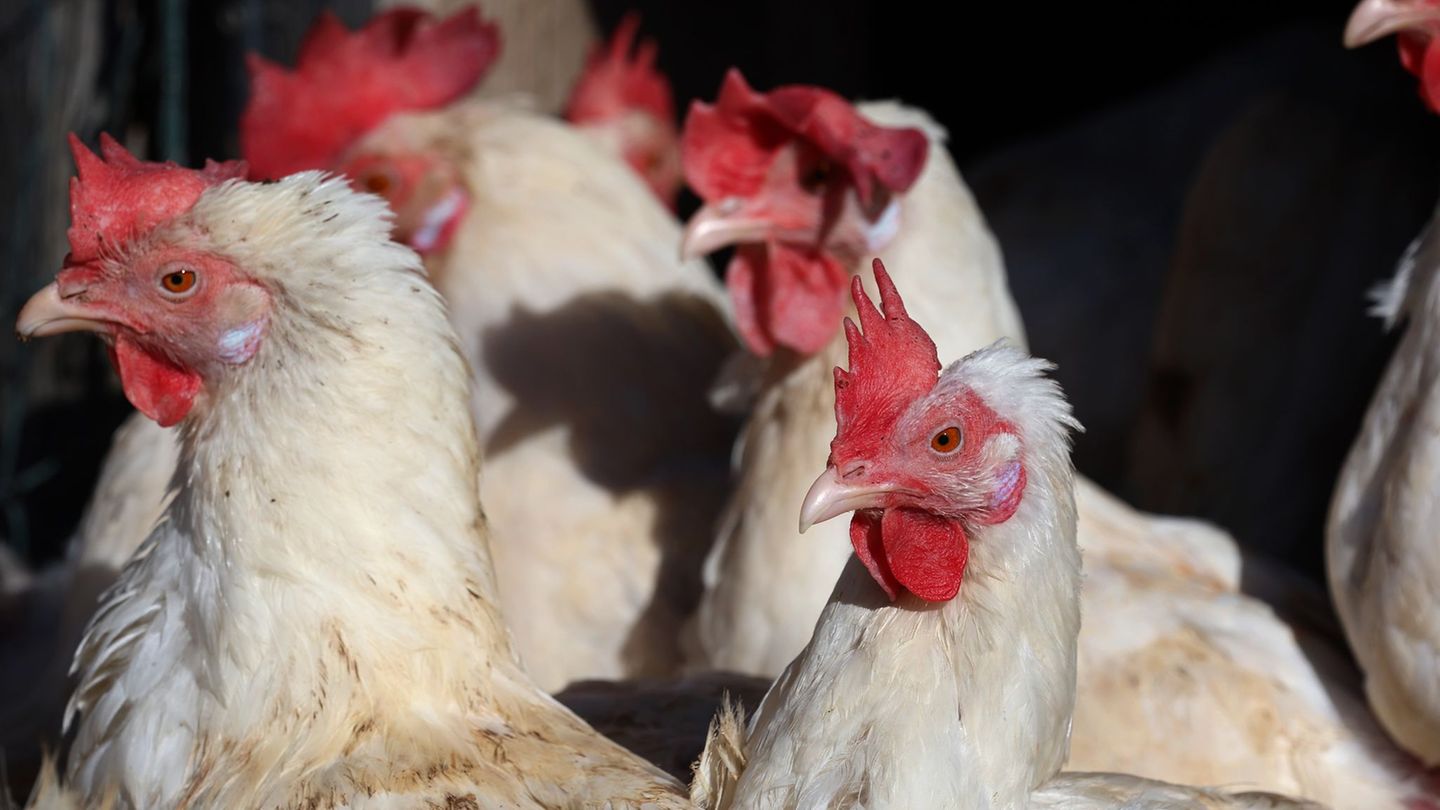 Wohl erneuter Ausbruch der Vogelgrippe im Landkreis Harz. (Symbolbild) Foto: Karl-Josef Hildenbrand/dpa