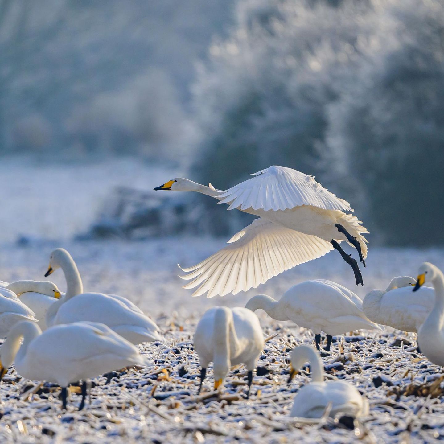 Reitwein, Deutschland. Eine Gruppe Singschwäne ist in den Flussauen der Oder auf Nahrungssuche. Besonders viele dieser Vögel verbringen den Winter im Nationalpark Unteres Odertal bei Schwedt im Nordosten von Brandenburg