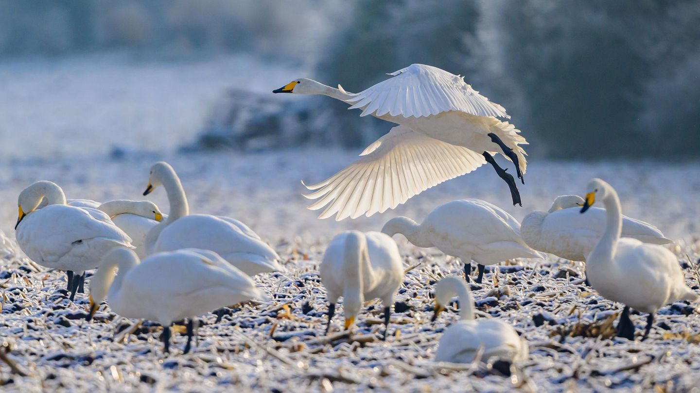 Reitwein, Deutschland. Eine Gruppe Singschwäne ist in den Flussauen der Oder auf Nahrungssuche. Besonders viele dieser Vögel verbringen den Winter im Nationalpark Unteres Odertal bei Schwedt im Nordosten von Brandenburg