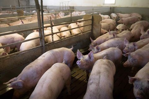 Zu geringe Schlachtkapazitäten führen zum "Schweinestau". (Archivbild) Foto: Sina Schuldt/dpa