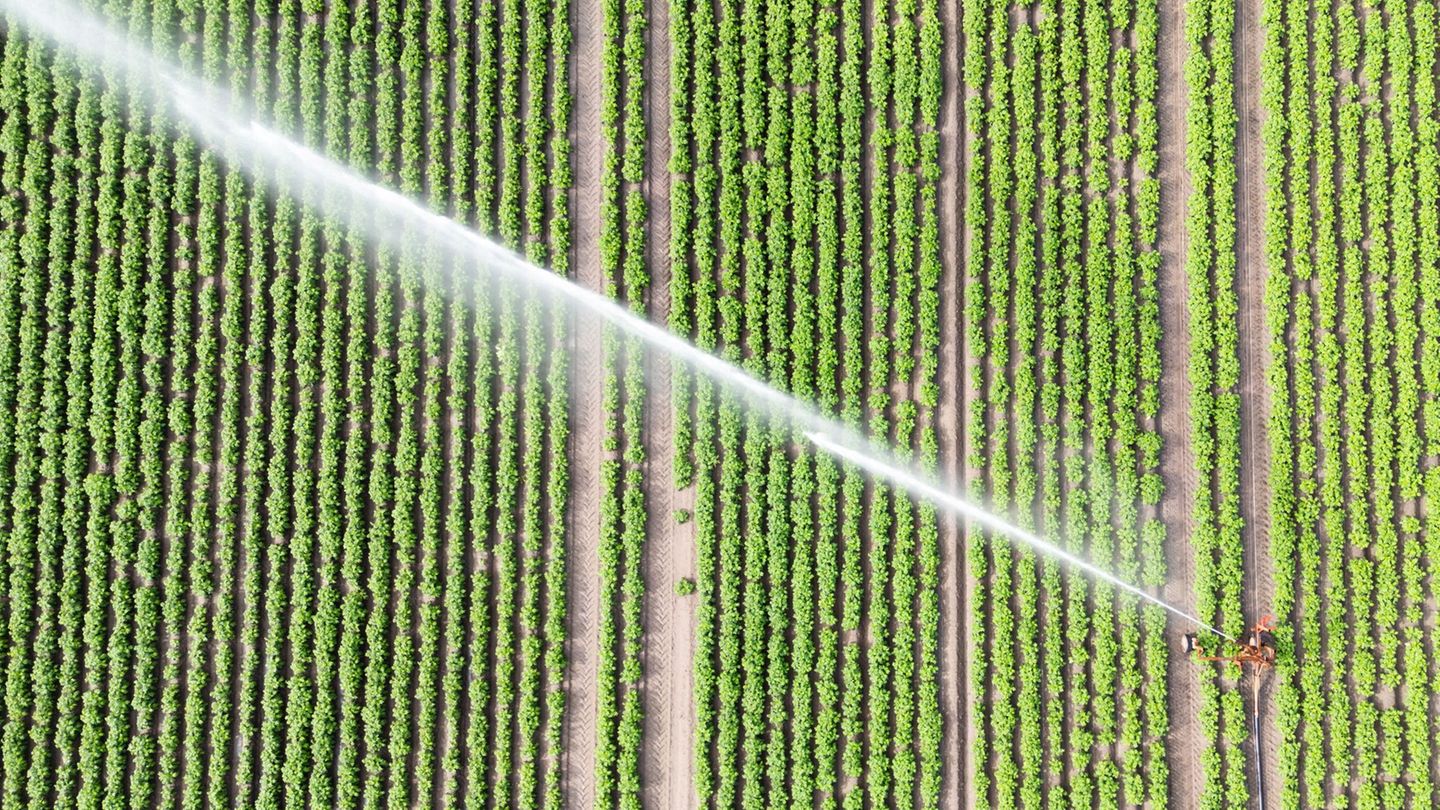 In anderen Ländern zahlen die Landwirte bereits für die Bewässerung. (Symbolbild) Foto: Julian Stratenschulte/dpa