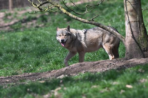 Wölfe sind recht selten in Baden-Württemberg. (Symbolbild) Foto: Bernd Weißbrod/dpa