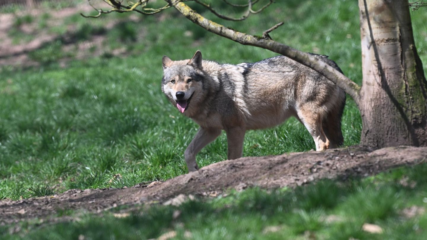 Wölfe sind recht selten in Baden-Württemberg. (Symbolbild) Foto: Bernd Weißbrod/dpa