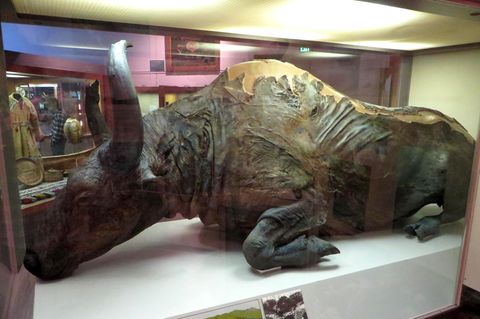 Die 50.000 Jahre alte Bison-Mumie "Blue Babe"