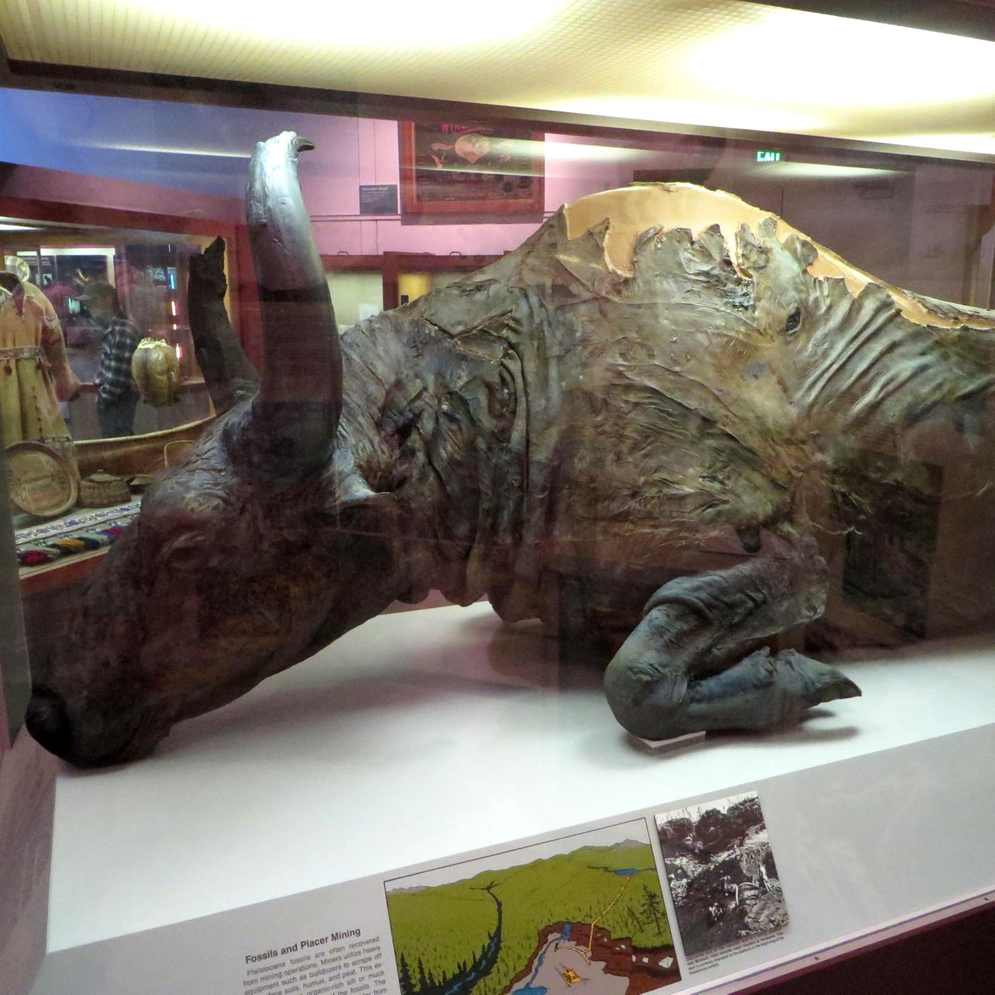 Die 50.000 Jahre alte Bison-Mumie "Blue Babe"