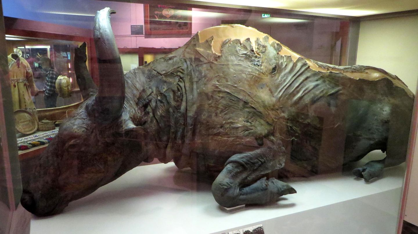 -Stark-pleistoz-nes-Aroma-Warum-Forscher-einen-Eintopf-aus-50-000-Jahre-altem-Bisonfleisch-a-en