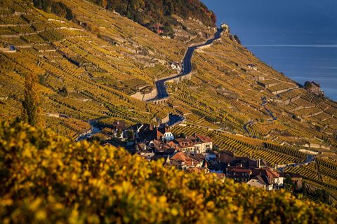 Der Kanton Waadt ist durch Weinanbau geprägt. (Archivbild) Foto: Jean-Christophe Bott/KEYSTONE/dpa