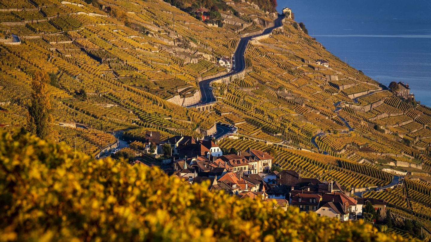Der Kanton Waadt ist durch Weinanbau geprägt. (Archivbild) Foto: Jean-Christophe Bott/KEYSTONE/dpa