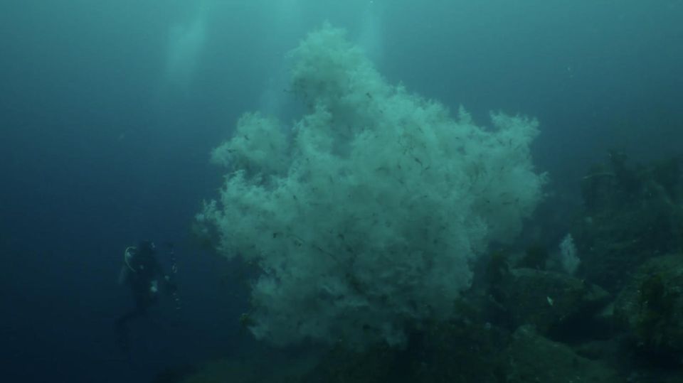 XXL-Fund: Forscher entdecken jahrhundertalte Schwarze Koralle