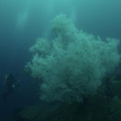 XXL-Fund: Forscher entdecken jahrhundertalte Schwarze Koralle