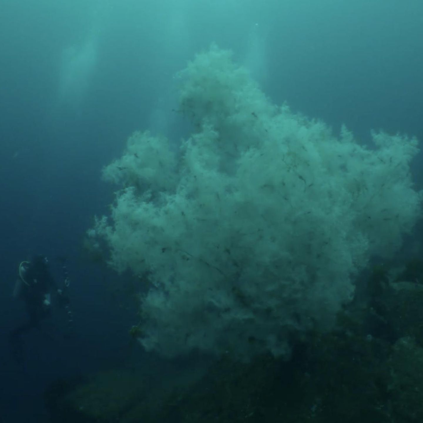 XXL-Fund: Forscher entdecken jahrhundertalte Schwarze Koralle