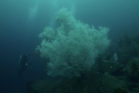 XXL-Fund: Forscher entdecken jahrhundertalte Schwarze Koralle