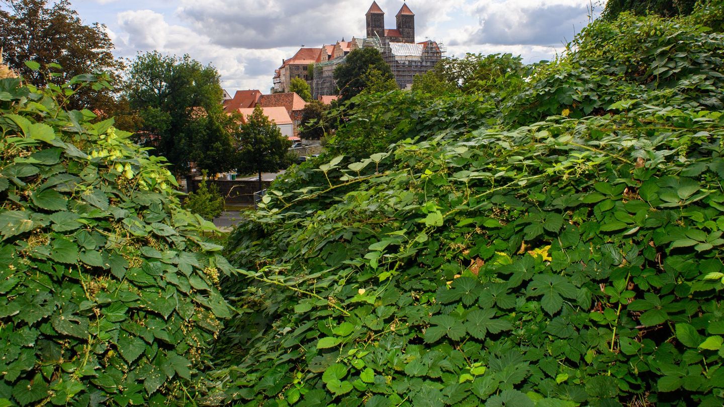 Teile des Stiftsbergs in Quedlinburg sind wieder zugänglich. (Archivbild) Foto: Klaus-Dietmar Gabbert/dpa-Zentralbild/ZB