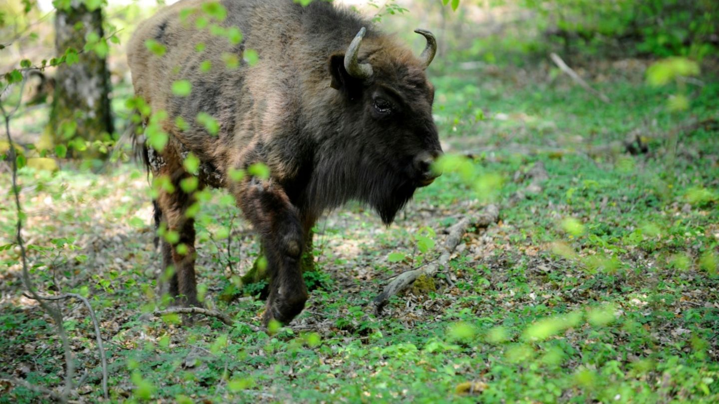 Wisent