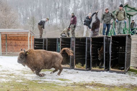 Schnell raus aus der Kiste - das Leben in Freiheit ist für die Tiere neu (Handoutbilder). Foto: Emil Khalilov/Zoo Berlin/dpa