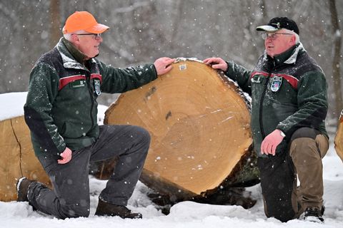 Hölzer aus Thüringens Wäldern wurden versteigert. Foto: Martin Schutt/dpa