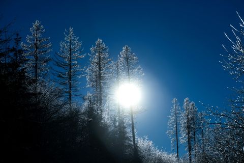 Schneebedeckte Bäume in Nordrhein-Westfalen