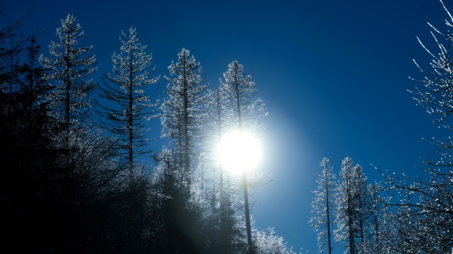 Schneebedeckte Bäume in Nordrhein-Westfalen