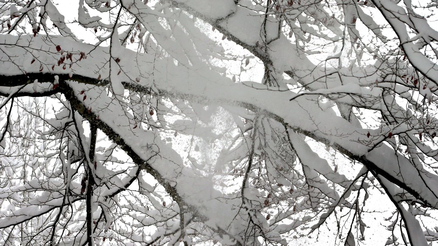 Die schwere Schneelast auf vielen Bäumen ist gefährlich. (Symbolbild) Foto: Karl-Josef Hildenbrand/dpa