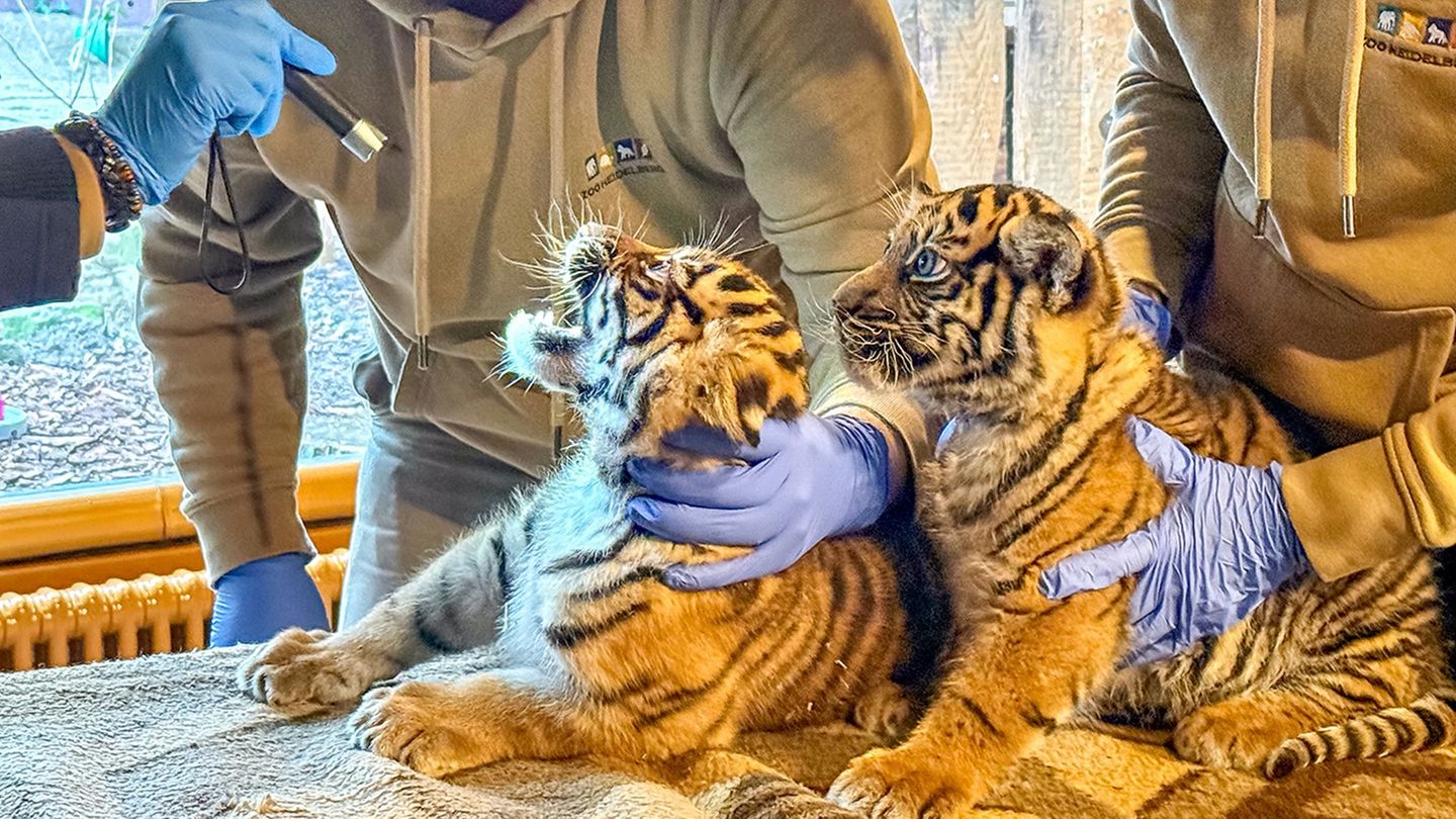 Zähne zeigen für die Erstuntersuchung von zwei Tigermädchen (Foto-Handout) Foto: Zoo Heidelberg/dpa