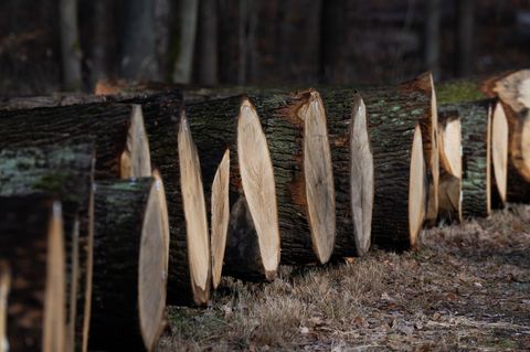 Eiche bestimmte erneut den Wertholztermin. Foto: Robert Michael/dpa