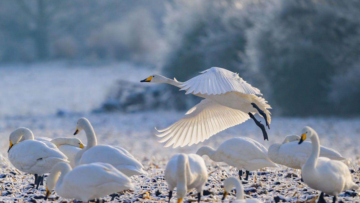 Zwischenstopp in der Uckermark: Singschwäne rasten im Odertal, bevor sie weiter nach Skandinavien ziehen. Foto: Patrick Pleul/dp