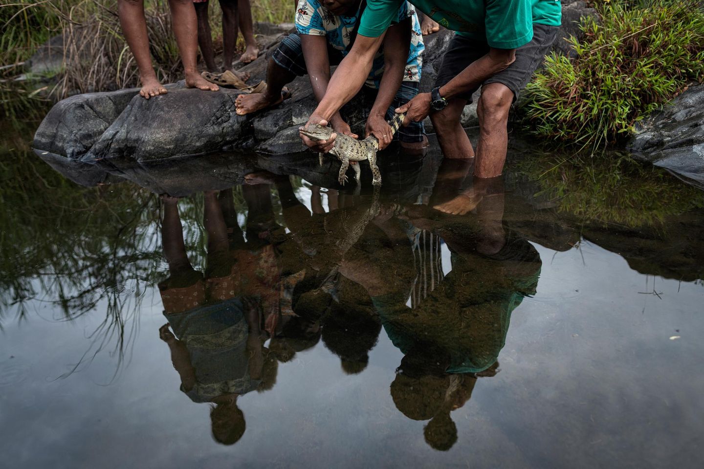 In Dunoy, einem Dorf auf den Philippinen, setzt eine Gemeinschaft ein junges Krokodil in einen Bach nahe dem Disulap-Fluss aus. Die Freilassung ist der letzte Schritt eines "Head-Start-Programms", das das Überleben des vom Aussterben gefährdeten Philippinen-Krokodils sichern soll: Jungtiere werden zunächst geschützt aufgezogen und später in geeignete Habitate zurückgebracht. Das Bild zeigt den Moment der Übergabe, viele Hände halten das kostbare Tier, bevor es selbstständig seinen Weg findet. Für die Bewohner ist die Rückkehr des Krokodils keine Bedrohung, sondern ein Erfolg: der Versuch, ein fast verlorenes Wesen zu retten. Und damit einen Teil des ökologischen Gleichgewichtes zurückzugewinnen