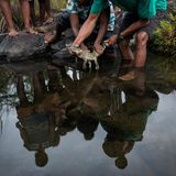 In Dunoy, einem Dorf auf den Philippinen, setzt eine Gemeinschaft ein junges Krokodil in einen Bach nahe dem Disulap-Fluss aus. Die Freilassung ist der letzte Schritt eines "Head-Start-Programms", das das Überleben des vom Aussterben gefährdeten Philippinen-Krokodils sichern soll: Jungtiere werden zunächst geschützt aufgezogen und später in geeignete Habitate zurückgebracht. Das Bild zeigt den Moment der Übergabe, viele Hände halten das kostbare Tier, bevor es selbstständig seinen Weg findet. Für die Bewohner ist die Rückkehr des Krokodils keine Bedrohung, sondern ein Erfolg: der Versuch, ein fast verlorenes Wesen zu retten. Und damit einen Teil des ökologischen Gleichgewichtes zurückzugewinnen