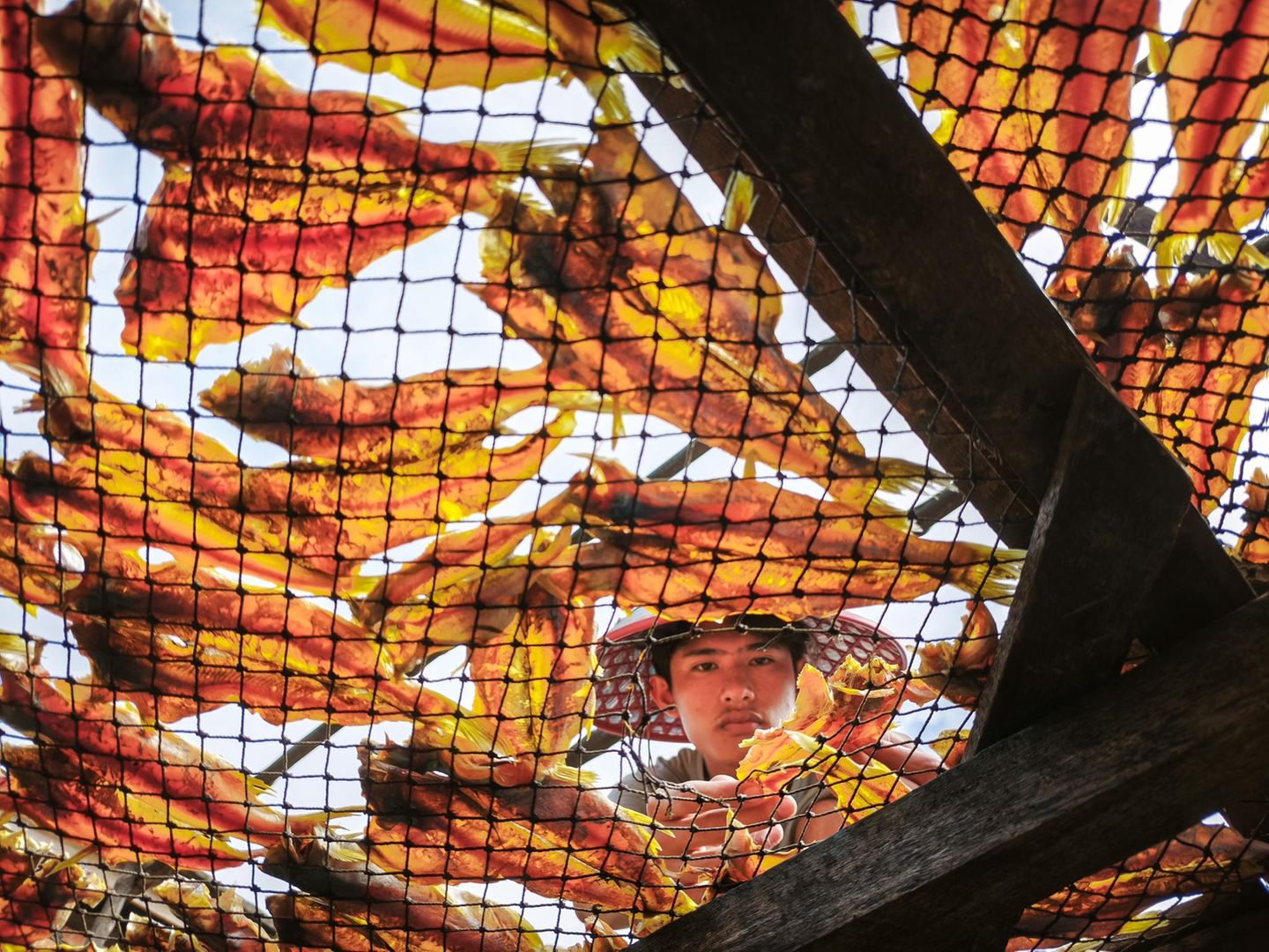 Ein junger Arbeiter in Myanmar arrangiert getrockneten Fisch. Präzise, konzentriert, routiniert. Von unten wirkt die Szenerie beinahe abstrakt: Die orange-gelben Meeresfrüchte leuchten wie buntes Glas, während der Blick des Jungen durch das Gitter fällt. Doch hinter dem ästhetischen Muster steckt Expertise und Handwerk. Trocknen ist eine traditionelle Konservierungsmethode, die Fisch auch ohne Kühlung haltbar macht. Und daher besonders in Regionen, in denen Strom knapp oder unzuverlässig ist, ein wichtiger Bestandteil der Lebensmittelversorgung und des Handels. Stundenlang wenden Arbeiter die kostbaren Leckerbissen, achten auf Luftzirkulation und Sonneneinfall. Ein uralter Prozess, der von Hitze, Zeit und Erfahrung lebt. Und der in diesem Bild verblüffend modern daherkommt
