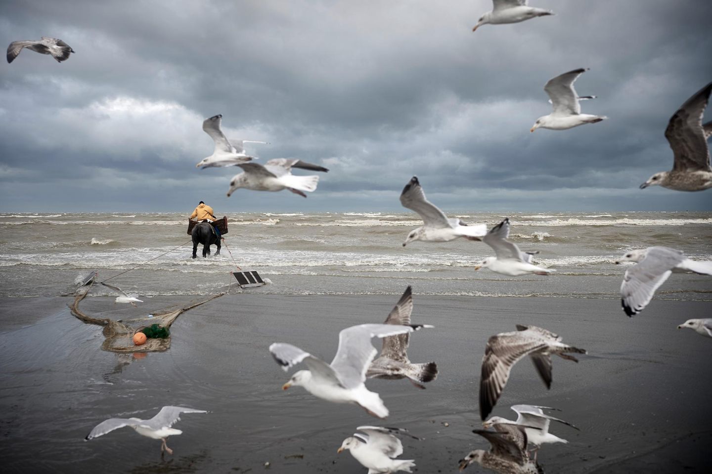An der belgischen Nordseeküste zieht ein Pferd ein Sacknetz ins Flachwasser. Seit Jahrhunderten wird hier so gefischt, eine robuste Technik, bei der zwei Holzbretter an den Seiten das Netz offenhalten, während die Tiere gegen Brandung und Strömung anarbeiten. Möwen kreisen dicht darüber, bereit, aufgescheuchte Happen zu erbeuten. Das Pferdefischen ist eine archaisch wirkende Praxis, die in Zeiten industrieller Fischerei selten geworden ist, und die von der UNESCO im Jahr 2013 zum immateriellen Kulturerbe erhoben wurde. Zwischen Sand, Salz und Wind verbinden sich tierische Kraft und menschliche Erfahrung zu einer einzigartigen Technik, die den Gezeiten folgt